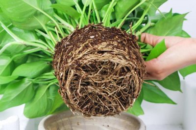 ​绿萝藤太长怎么办