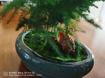 ​唐山云竹怎样养长得好