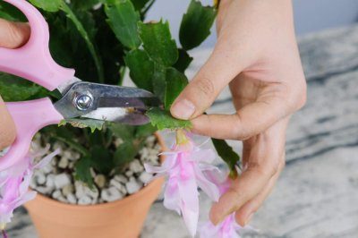 ​蟹爪兰开花期间怎么养