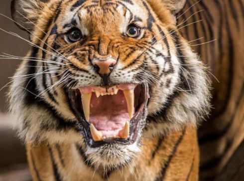 成年野猪和老虎发生争斗 ，你觉得谁会倒下？