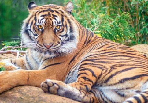 成年野猪和老虎发生争斗 ，你觉得谁会倒下？