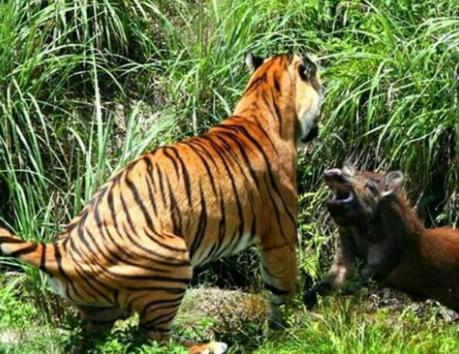 成年野猪和老虎发生争斗 ，你觉得谁会倒下？