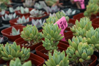 ​多肉怎么种植