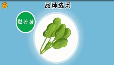 ​秋菠菜什么时间种合适
