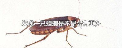 ​发现一只蟑螂是不是会有更多蚂蚁 当发现有一只蟑螂就有很多了吗