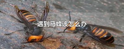 ​遇到马蜂该怎么办