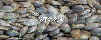 ​花甲怎么洗最快最干净 花甲怎么洗 如何洗花甲才干净