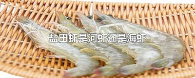 ​盐田虾和普通的虾区别 盐田虾与青虾的区别