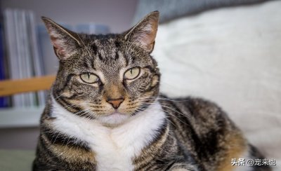 ​虎斑猫怎么看纯不纯