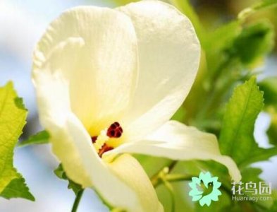 ​金花葵能长期饮用吗 金花葵功效与作用都有哪些