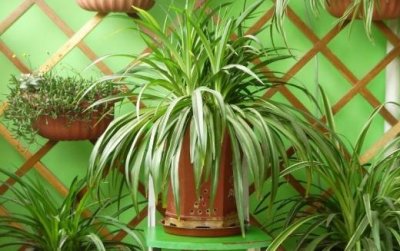 ​如果你也养花 那么你必须注意这些事