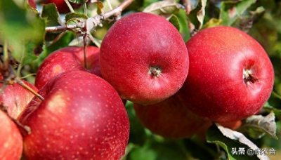 ​甘肃产的哪些苹果品种好吃？