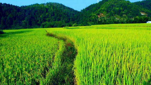 荷月是几月?为什么被称为荷月（荷花盛开的月份）