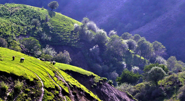 荷月是几月?为什么被称为荷月（荷花盛开的月份）
