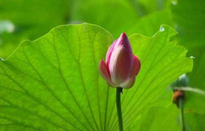 ​荷月是几月，农历六月还有哪些特别的称呼