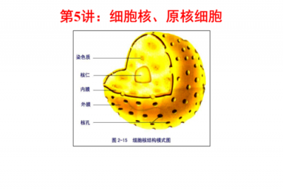 ​原核生物，克隆原核生物的过程？