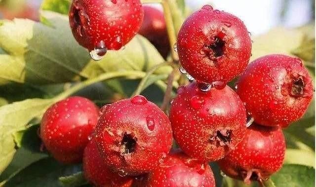 常见酸味食物,健脾消食常吃五种酸味食物?图1