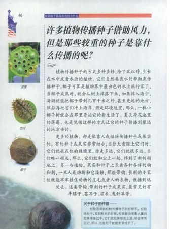 植物有哪些传播种子的方式