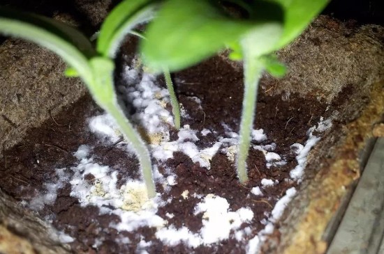 花土长白毛怎么处理(图2)