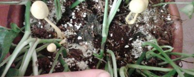 ​花土长白毛怎么处理