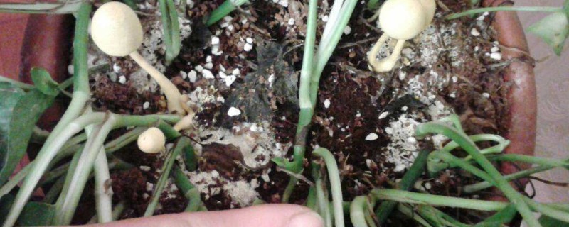 花土长白毛怎么处理(图1)