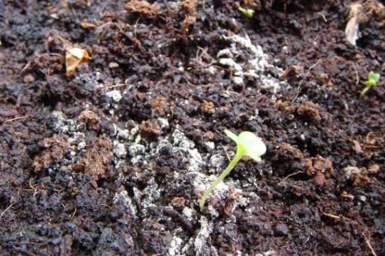 花土长白毛怎么处理(图3)