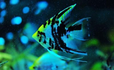 ​大神仙鱼的简介-大神仙鱼怎么养？