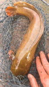 农村大叔在池塘高密度养鱼，5亩池塘养殖20万条鱼，6个月赚利润