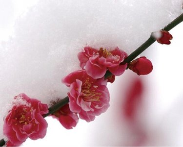 ​怎样让小朋友区分樱花，梅花和桃花