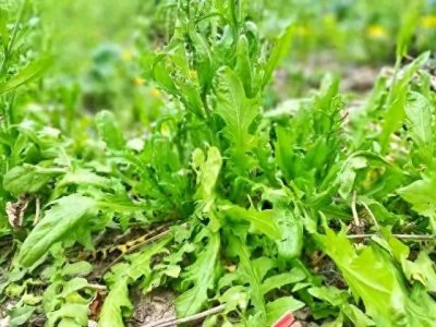 ​种植蒲公英的益处与成功案例