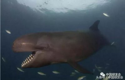 ​生物多样性科普小课堂——伪虎鲸