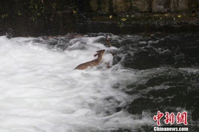 ​警员跳入湍流救护国家三有保护动物黄麂