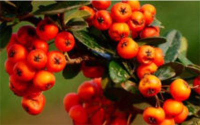​沙棘和猕猴桃哪个维生素C含量更高
