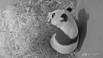 ​荷兰的中国大熊猫又分娩了