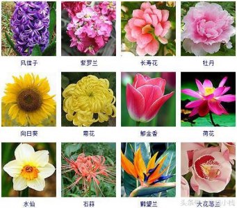 ​300种草本植物都在这里了！没见过的赶紧收起来~