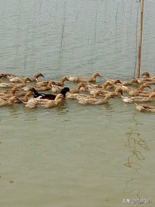 ​高邮地理标志双黄鸭蛋，享誉全球