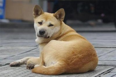 建议穷人养的10种狗，十大适合家养的狗排名