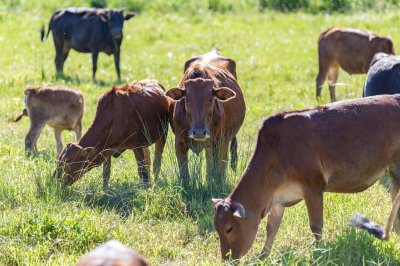 1997年属牛人是什么命？属牛人的命运如何？