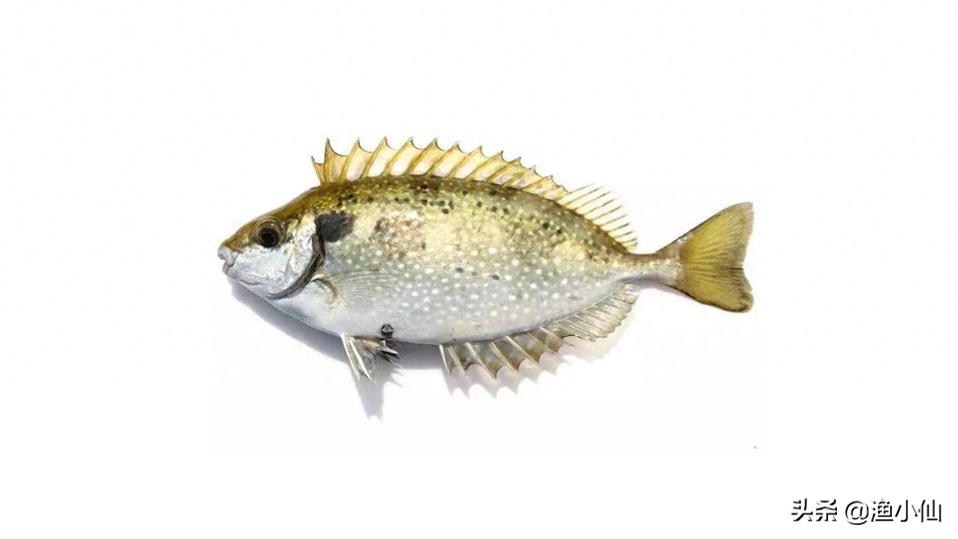 带点小毒的泥猛鱼，因味道鲜美依旧受众人喜欢，清蒸是最好的选择