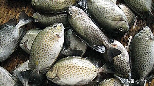 带点小毒的泥猛鱼，因味道鲜美依旧受众人喜欢，清蒸是最好的选择