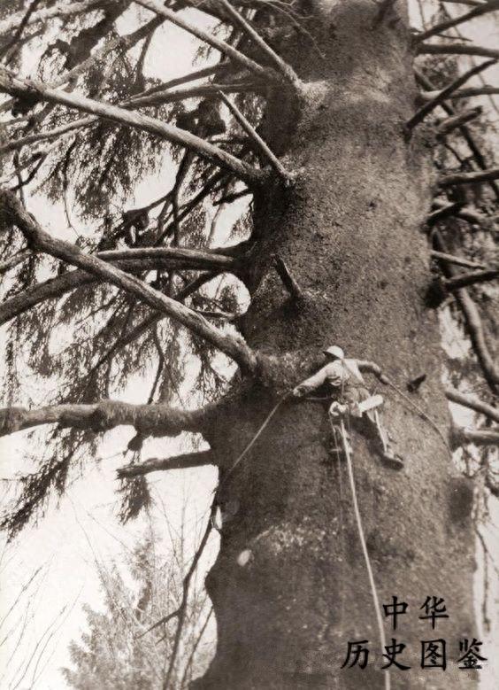 一组罕见的历史老照片：图二是神秘的“类人猿”，图七的穿着亮了