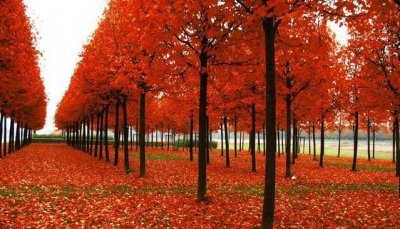 ​脑筋急转弯：林字多一半，不是森字是什么？智商120以上的秒答对