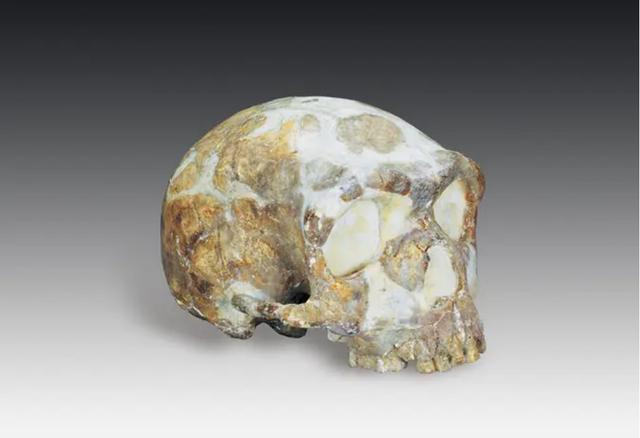 山海经有什么奇花异草（胆小勿入这些人头骨）(1)