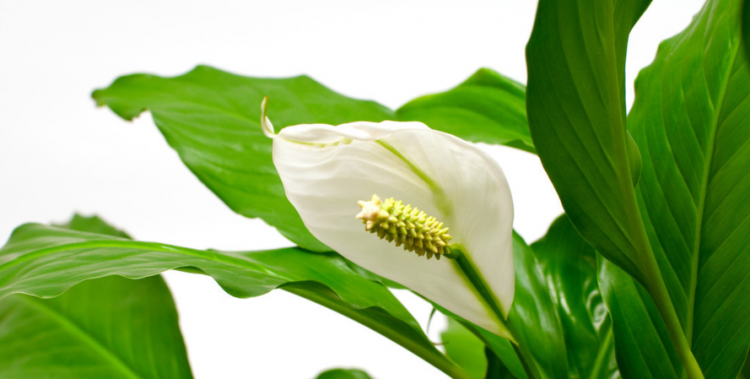 一帆风顺叶子有毒吗