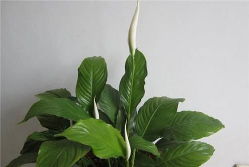 一帆风顺在室内有毒吗