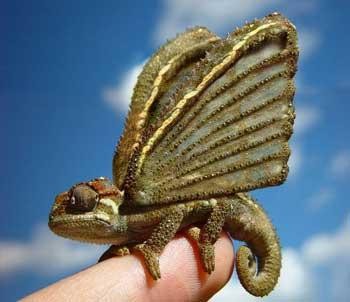 各种转基因生物（十大奇异的转基因生物）(5)