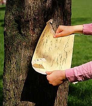 各种转基因生物（十大奇异的转基因生物）(6)