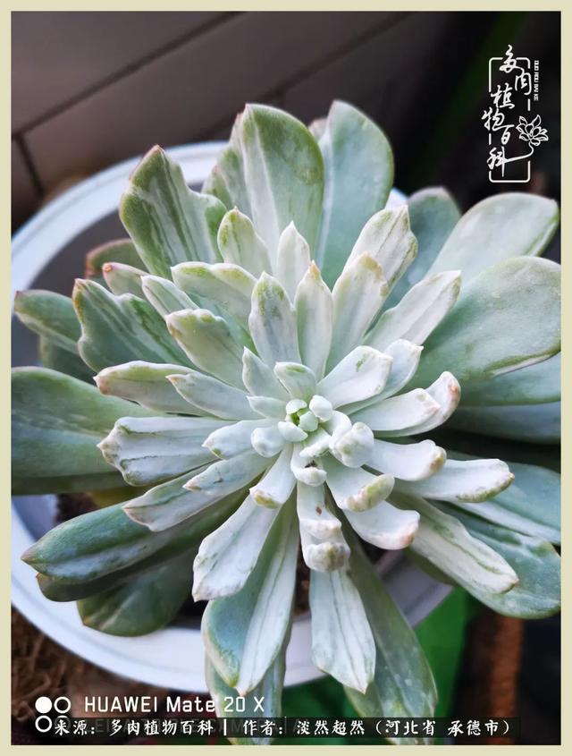 各种莲花形状多肉（当圆润与莲花相遇）(14)