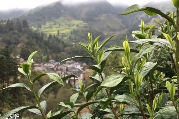 绿茶为什么苦 有几个原因