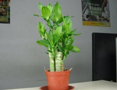 富贵竹的养殖方法和注意事项水养（富贵竹怎么养才能更旺盛）